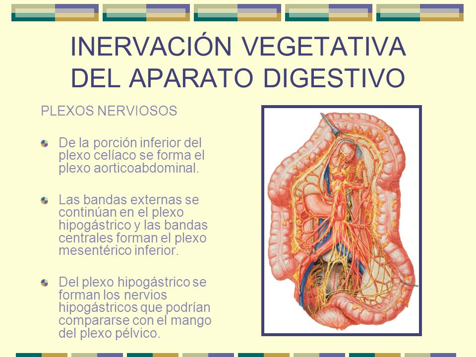 plexo nervioso hipogastrico